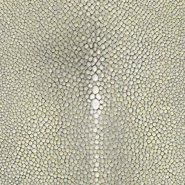 Shagreen Stingray - Dolphin